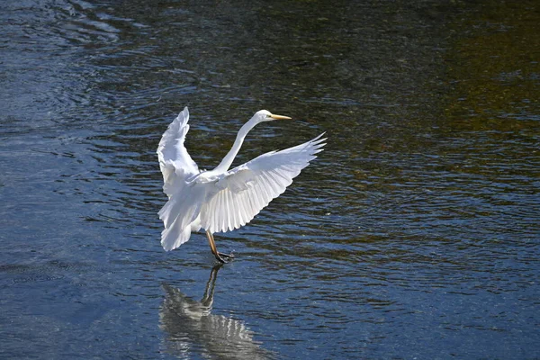 Biały Egret Trzepocze Skrzydłami Strumieniu Materiał Tła Dzikiego Ptactwa — Zdjęcie stockowe