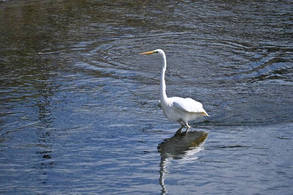 A white egret flapping its wings in a stream. Background material of wild birds.
