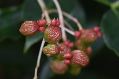 Koreli tatlı ağaç meyveleri ve tohumları. Staphyleaceae yapraklı ağaç. Yazın başlarında sarımsı-beyaz çiçekler verir ve sonbaharda meyveler kırmızıya döner ve parlak siyah tohumlar üretir..