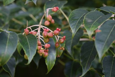 Koreli tatlı ağaç meyveleri ve tohumları. Staphyleaceae yapraklı ağaç. Yazın başlarında sarımsı-beyaz çiçekler verir ve sonbaharda meyveler kırmızıya döner ve parlak siyah tohumlar üretir..