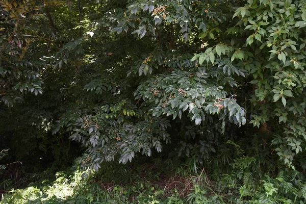 Koreanische Baumbeeren Und Samen Staphyleaceae Laubbaum Sie Trägt Frühsommer Gelblich — Stockfoto