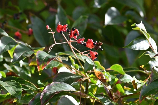 Koreli Tatlı Ağaç Meyveleri Tohumları Staphyleaceae Yapraklı Ağaç Yazın Başlarında — Stok fotoğraf