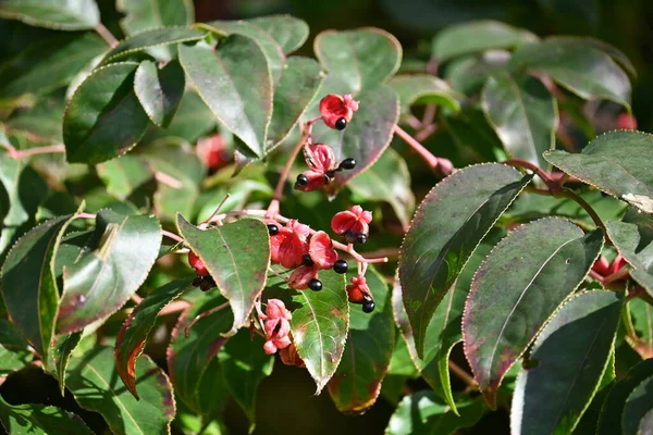 Amorzinho Coreano Bagas Sementes Staphyleaceae Árvore Caduca Ele Carrega Flores — Fotografia de Stock