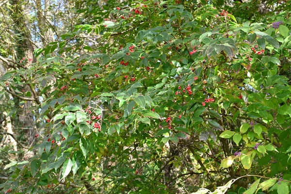 한국의 열매와씨 과일나무는 낙엽수이다 여름에는 누르스름 피우고 가을에는 붉게익어 열매를 — 스톡 사진