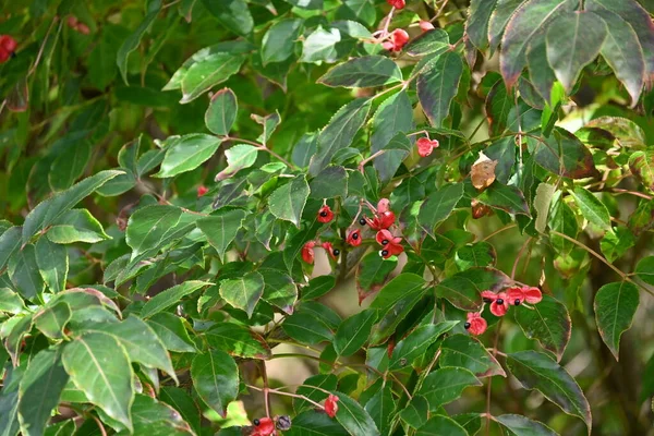 Koreli Tatlı Ağaç Meyveleri Tohumları Staphyleaceae Yapraklı Ağaç Yazın Başlarında — Stok fotoğraf