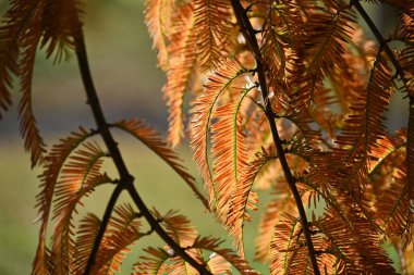  Şafak ağacı (Metasequoia glyptostroboides) sonbahar yaprakları. Cupressaceae yapraklı ağaç. Fosil bitki olduğu sanılan bu bitkinin 20. yüzyılın ortalarında Çin 'de doğal olarak yetiştiği doğrulandı..