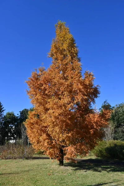 stock image  Dawn redwood ( Metasequoia glyptostroboides ) autumn leaves. Cupressaceae deciduous tree. Thought to be a fossil plant, it was confirmed to grow naturally in China in the middle of the 20th century.