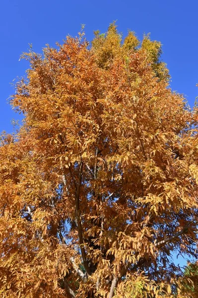 stock image  Dawn redwood ( Metasequoia glyptostroboides ) autumn leaves. Cupressaceae deciduous tree. Thought to be a fossil plant, it was confirmed to grow naturally in China in the middle of the 20th century.