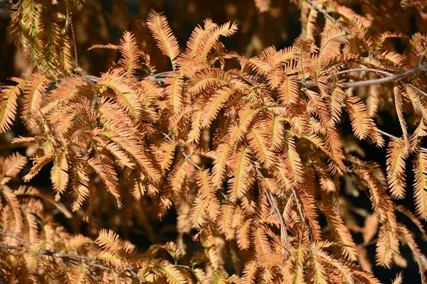 Amanecer Secuoyas Metasequoia Glyptostroboides Hojas Otoño Cupressaceae Árbol Caducifolio Cree —  Fotos de Stock