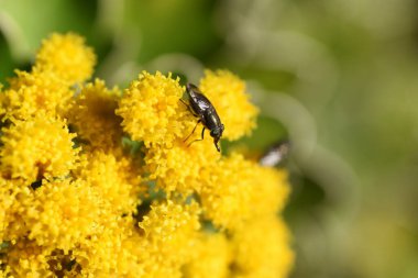 Ajania pacifica (Kasımpatı Pacificum) çiçekleri. Asteraceae daimi plaj bitkileri. Ekim 'den Aralık' a kadar çiçek açar.