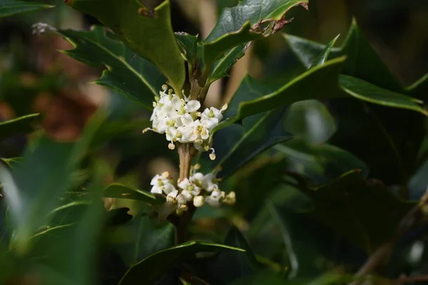 False Holly Osmanthus Heterophyllus Flowers Oleaceae Dioecious Evergreen Tree Sweet — Stock Photo, Image