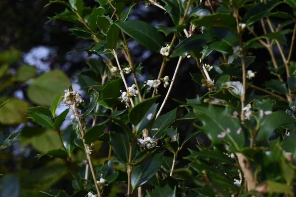 Osmanthus Heterophyllus 꽃이다 나무과 Dioecious Evergreen Tree 월부터 월까지 봉오리 — 스톡 사진