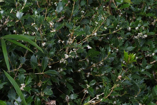 Fałszywe Kwiaty Świętego Osmanthus Heterophyllus Oleaceae Dioecious Wiecznie Zielone Drzewo — Zdjęcie stockowe