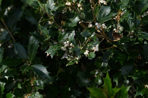 False holly ( Osmanthus heterophyllus ) flowers. Oleaceae Dioecious evergreen tree. Sweet-scented white florets bloom from October to December.