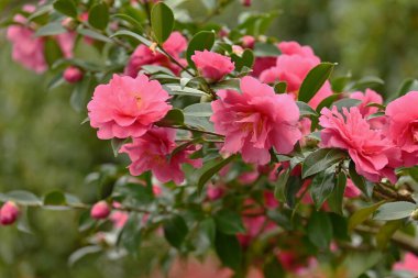 Sasanqua (Kamelya sasanqua) çiçekleri. Theaceae her zaman yeşil ağaçtır. Ekim 'den Aralık' a kadar çiçek açar.