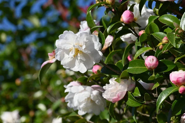 Stock image Sasanqua ( Camellia sasanqua ) flowers. Theaceae evergreen tree. Blooms from October to December.