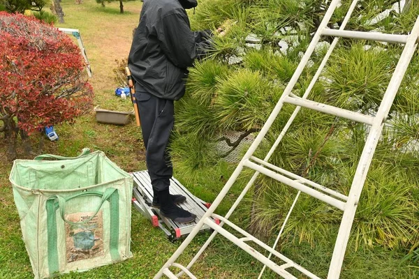 Poda Pinheiro Preto Japonês Inverno Remova Folhas Velhas Para Permitir — Fotografia de Stock