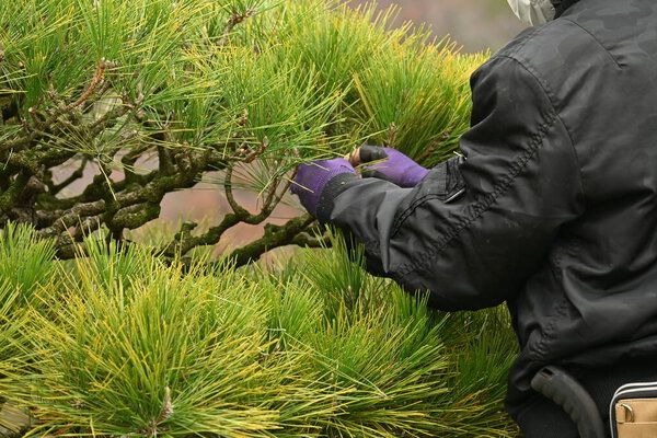 Pruning of Japanese black pine tree in winter. Remove old leaves to allow sunlight. Then reshape the tree.