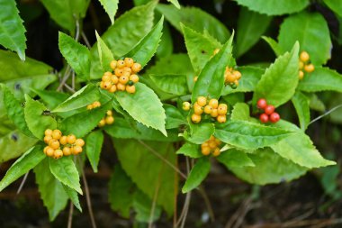 Japon sarcandra üzümleri. Kloranthaceae her zaman yeşil çalı. Kısmi gölgede yetişir ve böğürtlenler Kasım 'dan Ocak' a kadar kırmızıya döner. Sarı böğürtlen çeşitleri de var..