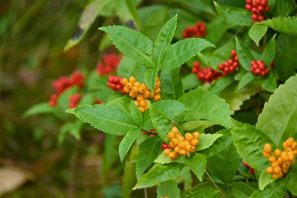 stock image Japanese sarcandra berries. Chloranthaceae evergreen shrub. It grows in partial shade and the berries ripen red from November to January. There are also yellow berry varieties.