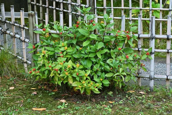 Des Baies Sarcandra Japonaises Chloranthaceae Arbuste Feuilles Persistantes Pousse Ombre — Photo