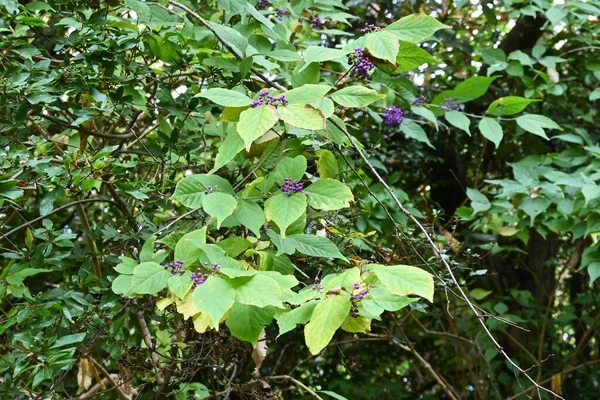 日本の美しいベリーベリー 初夏に花を咲かせ 秋には果実が紫色に熟します — ストック写真