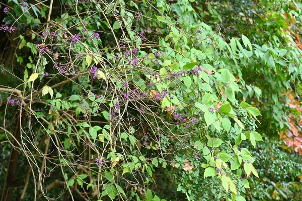Bayas Bellas Japonesas Flores Florecen Principios Verano Bayas Maduran Púrpura — Foto de Stock