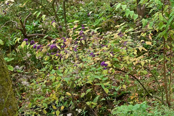 日本越橘浆果 初夏开花 秋天成熟紫色的浆果 — 图库照片