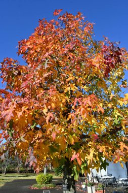 Amerikan sakızı (Liquidambar styraciflua) ağaç sonbahar yaprakları. Altingiaceae yapraklı ağacı.