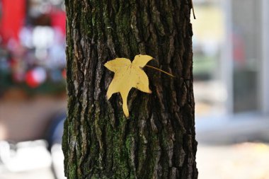 Amerikan sakızı (Liquidambar styraciflua) ağaç sonbahar yaprakları. Altingiaceae yapraklı ağacı.