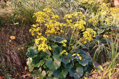 Yeşil leopar bitkisi (Farfugium japonicum) çiçekler. Asteraceae her daim yeşil olan bitkiler. Kıyıya yakın kayalık bölgelerde yetişir ve kışın başlarında sarı çiçekler açar. Genç yapraklar yenilebilir..