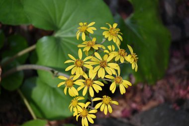 Yeşil leopar bitkisi (Farfugium japonicum) çiçekler. Asteraceae her daim yeşil olan bitkiler. Kıyıya yakın kayalık bölgelerde yetişir ve kışın başlarında sarı çiçekler açar. Genç yapraklar yenilebilir..
