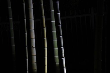 Gece aydınlatılmış bir parktaki bambu koruluğunun manzarası..