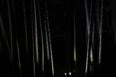 Gece aydınlatılmış bir parktaki bambu koruluğunun manzarası..