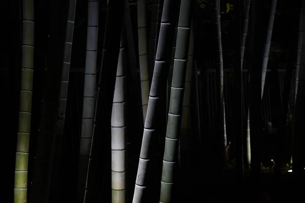 A view of a bamboo grove in a park illuminated at night.