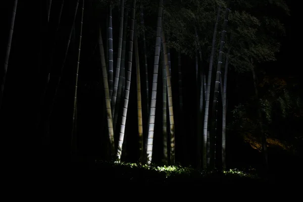 Widok Bambusowego Gaju Parku Oświetlonym Nocy — Zdjęcie stockowe