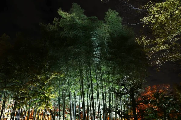 夜にライトアップされた公園内の竹林の風景 — ストック写真