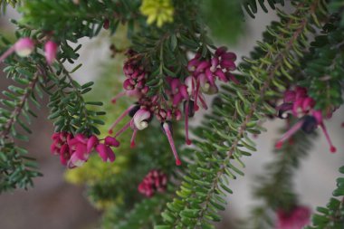 Grevillea lanigera (Tüylü Grevillea) çiçekleri. Avustralya 'ya özgü sulu bir bitki, Proteaceae Evergreen çalısı. Çiçek açma mevsimi Ekim' den Kasım 'a kadar sürer..