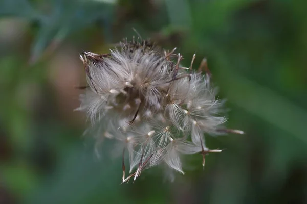 Bogáncs Után Virág Bolyhos Asreraceae Évelő Entomofil Virág Áprilistól Októberig — Stock Fotó