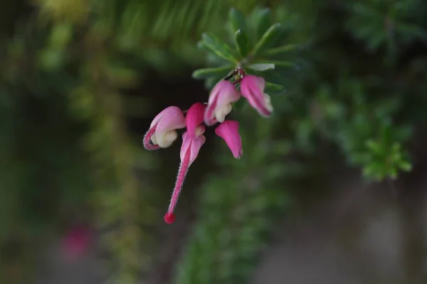 Grevillea Lanigera Woolly Grevillea Flowers Succulent Plant Native Australia Proteaceae — Stock Photo, Image