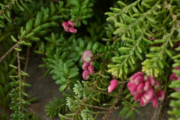 Grevillea Lanigera Woolly Grevillea Virágok Zamatos Növény Őshonos Ausztráliában Proteaceae — Stock Fotó
