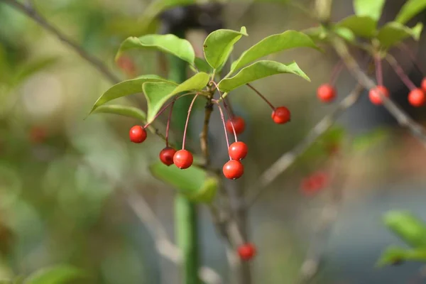 Ilex Pedunculosa Female Tree Berries Aquifoliaceae Dioecious Evergreen Tree Small — Stock Photo, Image