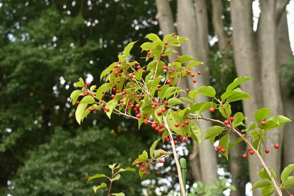 Ilex Pedunculosa女性の木の果実 アクイフォリア科の食性常緑樹です 小さな白い花は5月から7月に咲き 果実は10月から11月に赤熟します — ストック写真