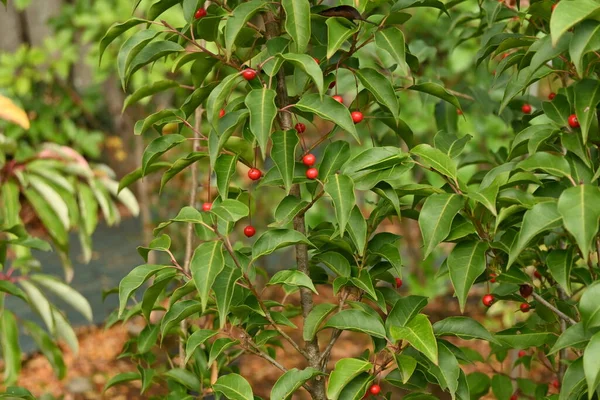 Ilex Pedunculosa Jagody Drzewa Żeńskiego Aquifoliaceae Dioecious Wiecznie Zielone Drzewo — Zdjęcie stockowe