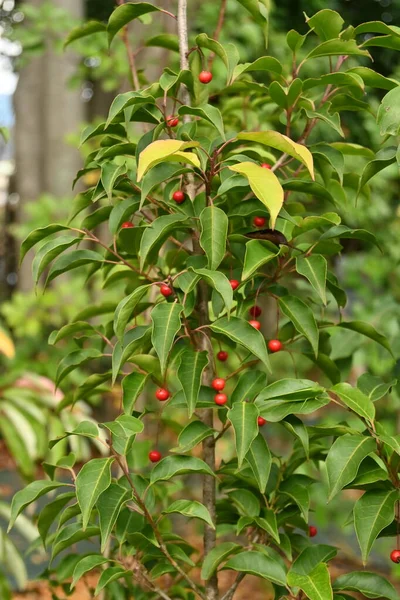 Ilex Pedunculosa Female Tree Berries Aquifoliaceae Dioecious Evergreen Tree Small — Stock Photo, Image