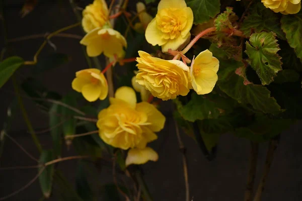 Elatior Begonia Riegaers Begonia Kwiaty Kwitnie Porach Roku Innych Niż — Zdjęcie stockowe