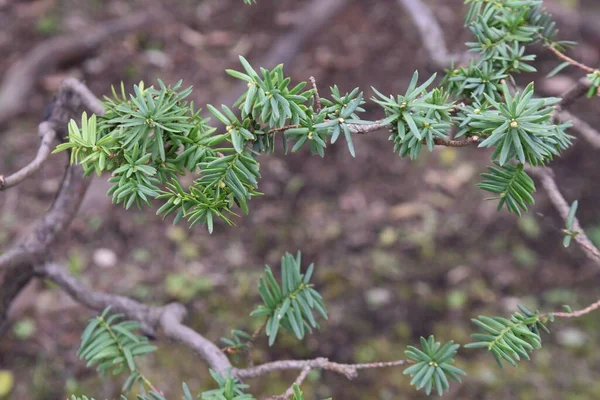 Törpe Japán Tiszafa Taxaceae Örökzöld Tűlevelű Cserje Vízszintesen Terjed Tövénél — Stock Fotó