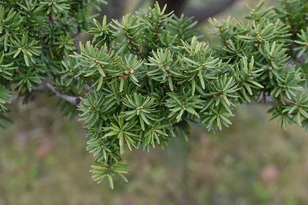 Dwerg Japanse Taxus Taxaceae Groenblijvende Naaldboom Het Verspreidt Zich Horizontaal — Stockfoto
