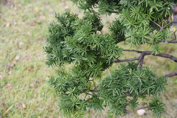 ドワーフ日本人だな タクサ科常緑針葉樹の低木 樹基部付近に水平に広がり 日本庭園 生垣などに用いられる — ストック写真