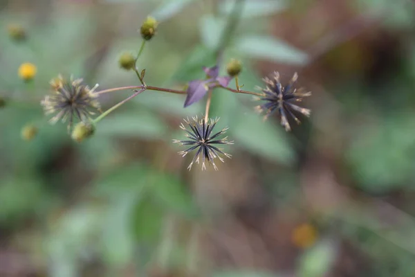 Bidens Pilosa Kıllı Dilenci Keneler Achenes Sarı Boru Çiçekleri Eylül — Stok fotoğraf